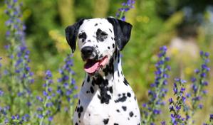 Mi perro orina oscuro