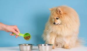 ¿El alimento balanceado es la mejor alternativa para los perros?