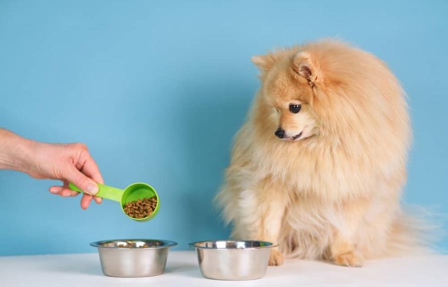 ¿El alimento balanceado es la mejor alternativa para los perros?