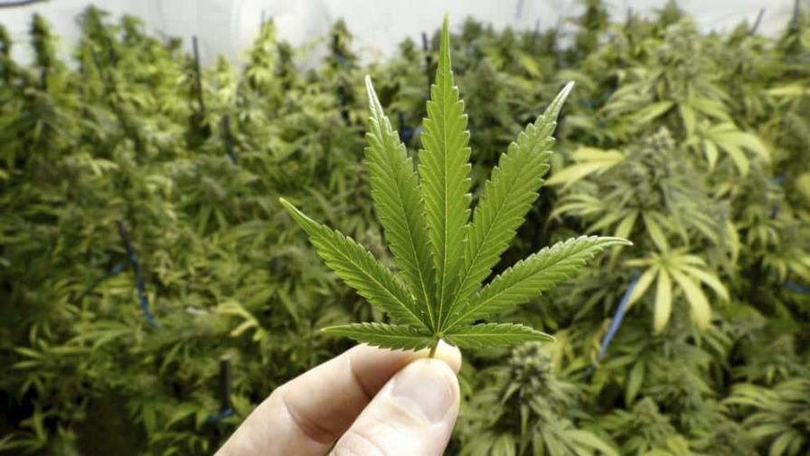 Brasil prohíbe la importación de cannabis in natura con fines medicinales