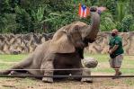 Trasladan a Georgia a Mundi, la elefanta del zoológico de Puerto Rico