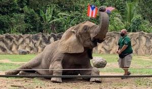 Trasladan a Georgia a Mundi, la elefanta del zoológico de Puerto Rico