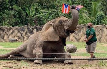 Trasladan a Georgia a Mundi, la elefanta del zoológico de Puerto Rico