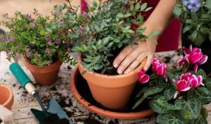 Cómo crear un jardín de flores en casa
