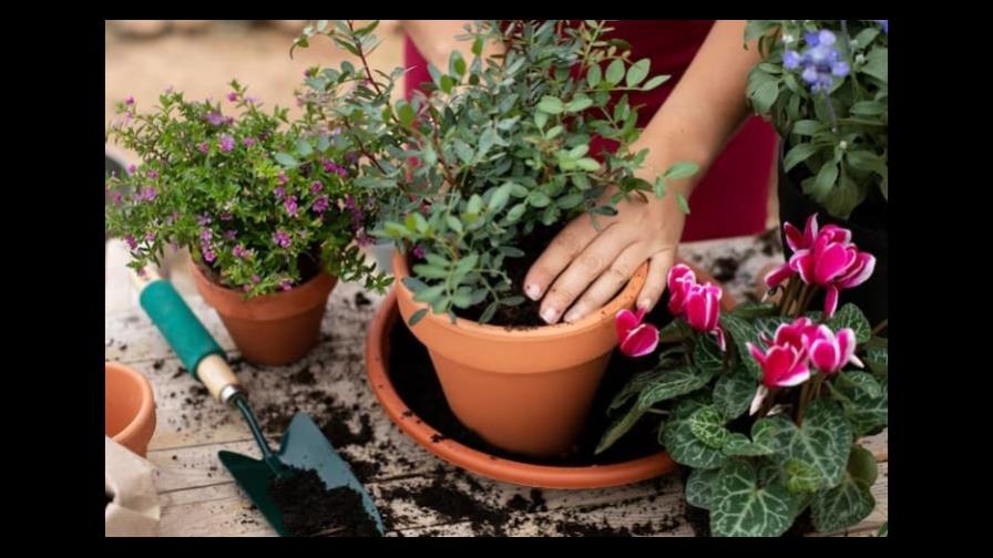 Cómo crear un jardín de flores en casa
