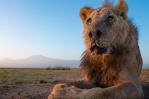 Matan a seis leones en un conflicto entre humanos y fauna salvaje en el sur de Kenia Matan a seis leones en un conflicto entre humanos y fauna salvaje en el sur de Kenia