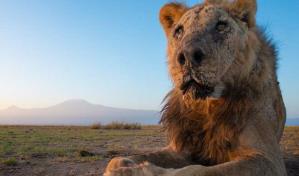 Matan a seis leones en un conflicto entre humanos y fauna salvaje en el sur de Kenia