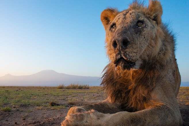 Matan a seis leones en un conflicto entre humanos y fauna salvaje en el sur de Kenia