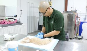 La cremación con agua: un adiós ecológico para despedir a las mascotas