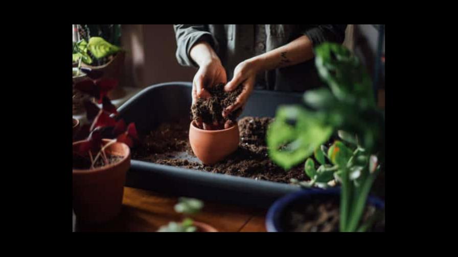 Consejos para mantener tus plantas en buen estado durante el invierno
