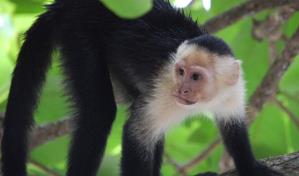 Incautan 1,500 aves, dos monos capuchinos y cinco perros en capital mexicana