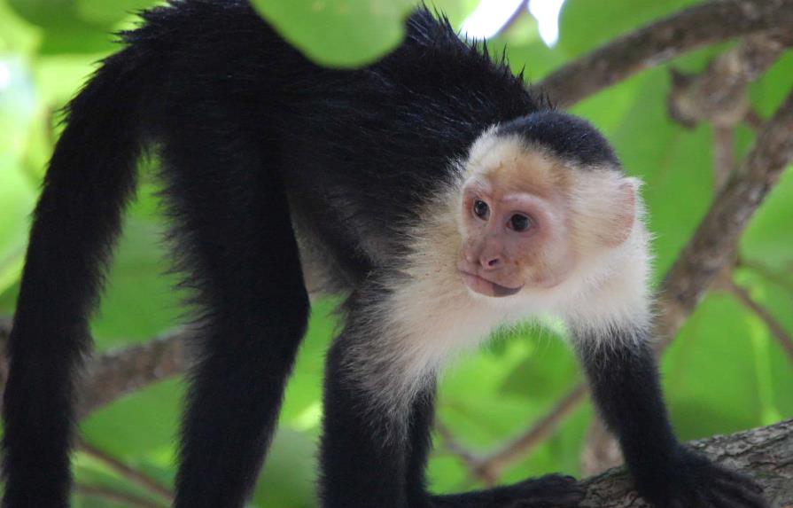 Incautan 1,500 aves, dos monos capuchinos y cinco perros en capital mexicana