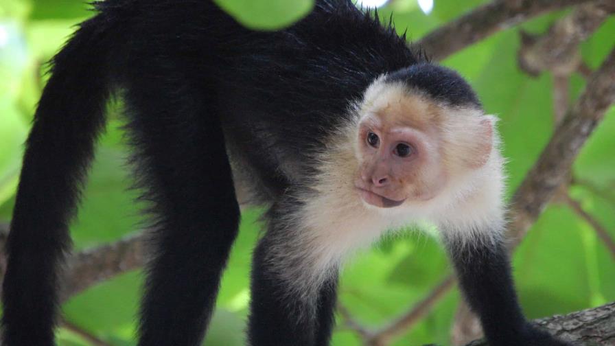 Incautan 1,500 aves, dos monos capuchinos y cinco perros en capital mexicana
