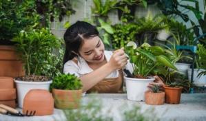 Día Mundial de la Fascinación por las Plantas: los beneficios de tenerlas