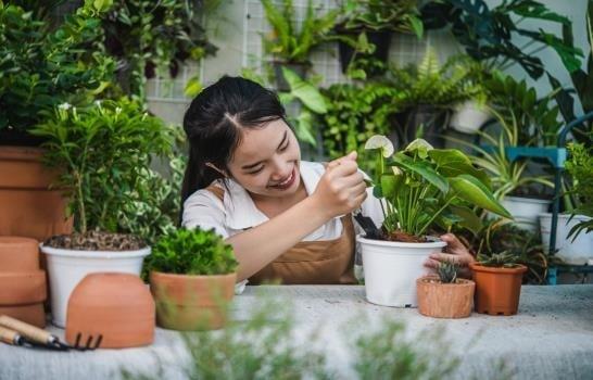 Día Mundial de la Fascinación por las Plantas: los beneficios de tenerlas