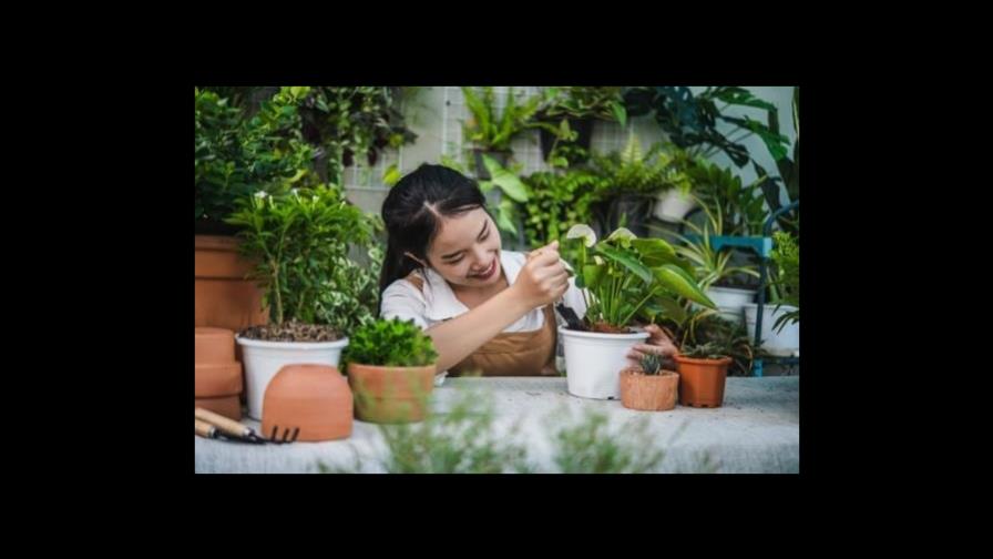 Día Mundial de la Fascinación por las Plantas: los beneficios de tenerlas