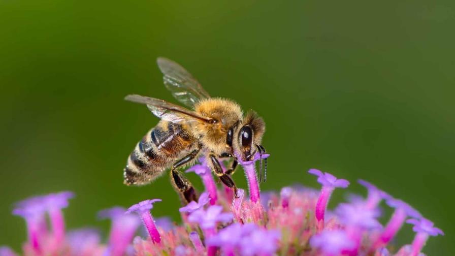 Anuncian calendario de actividades por Día Mundial de las Abejas