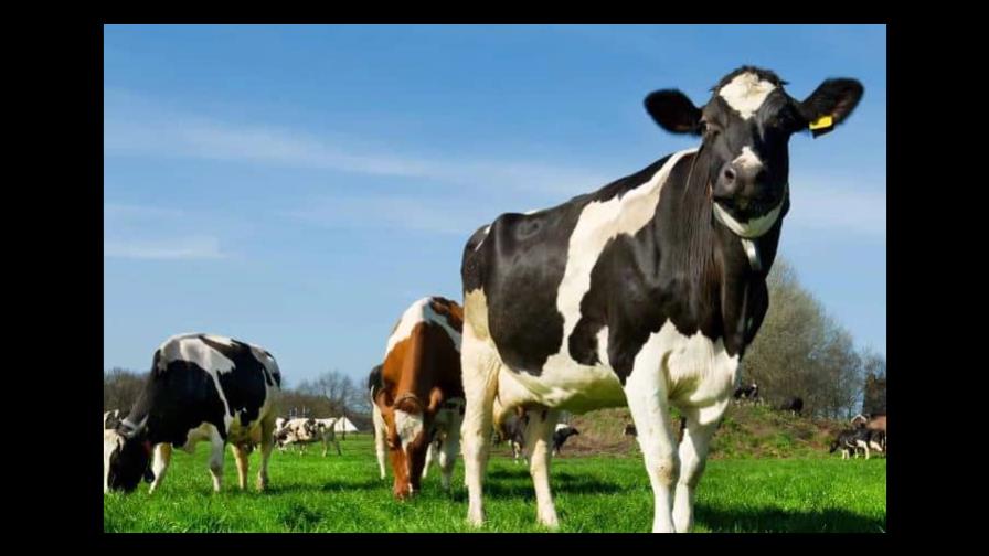 Corea del Sur activa su máximo nivel de alerta por fiebre aftosa en el ganado