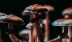 Ya es legal: Oregón explora el poder de las setas mágicas