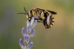 La FAO pide proteger a las abejas por ser “vitales” para el futuro de los ecosistemas La FAO pide proteger a las abejas por ser “vitales” para el futuro de los ecosistemas