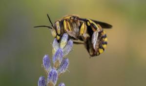La FAO pide proteger a las abejas por ser "vitales" para el futuro de los ecosistemas