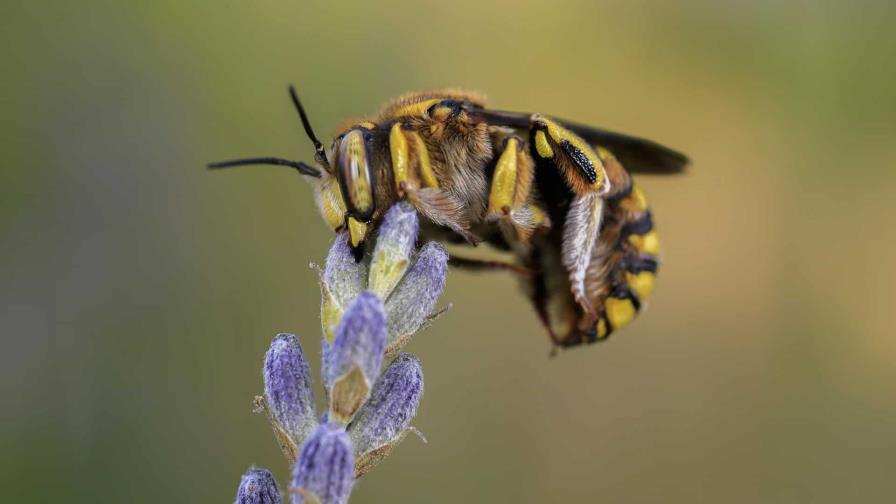 La FAO pide proteger a las abejas por ser “vitales” para el futuro de los ecosistemas