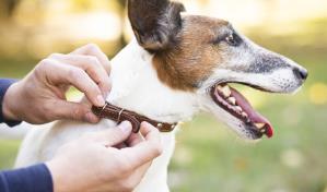 Cuando ponerle collar