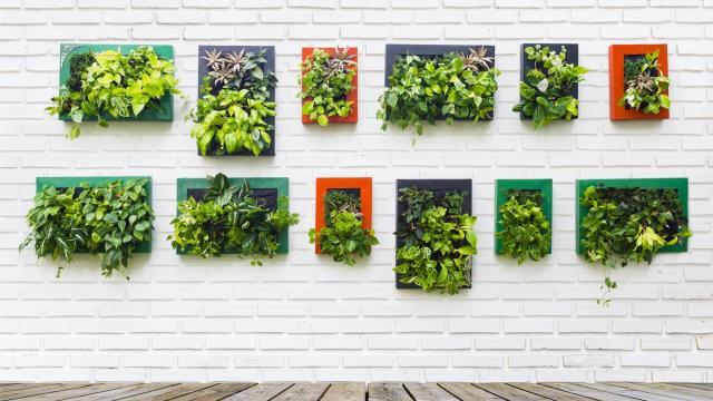 Consejos para crear un jardín vertical en la ciudad