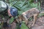 Colombia sigue en vilo la búsqueda de cuatro niños desaparecidos en la selva Colombia sigue en vilo la búsqueda de cuatro niños desaparecidos en la selva