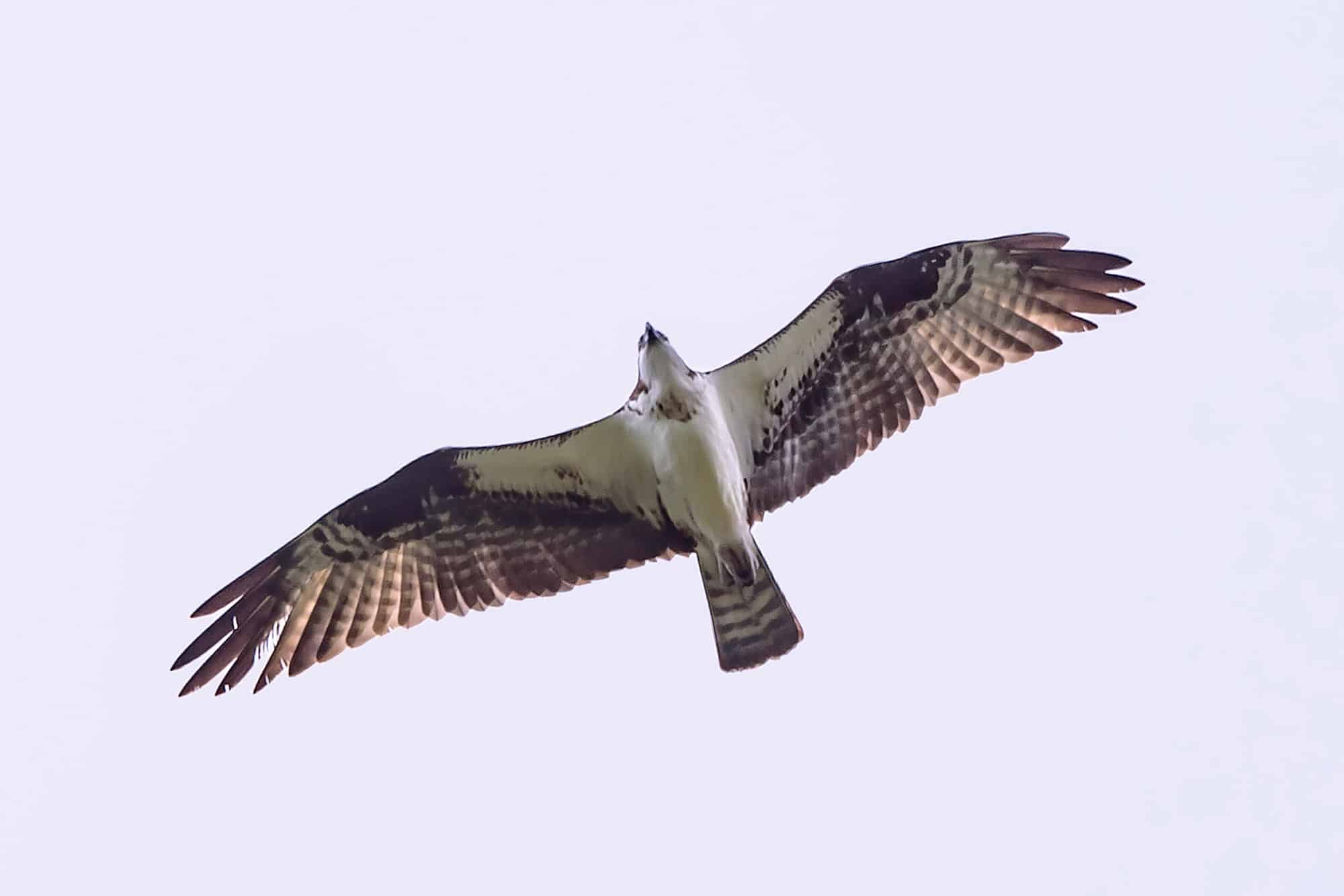 Águila Pescadora (Pandion haliaetus)