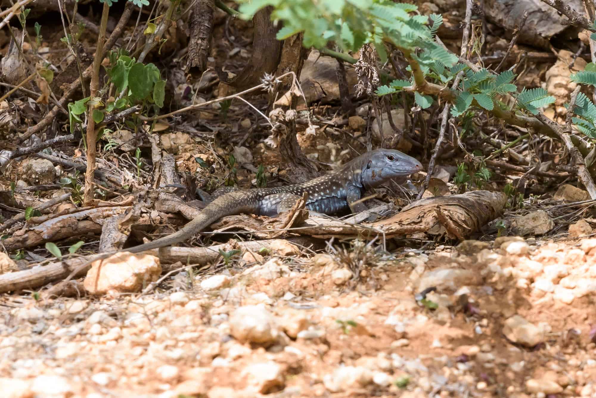 Ameiva Chrysolaema (Pholidoscelis chrysolaemus)