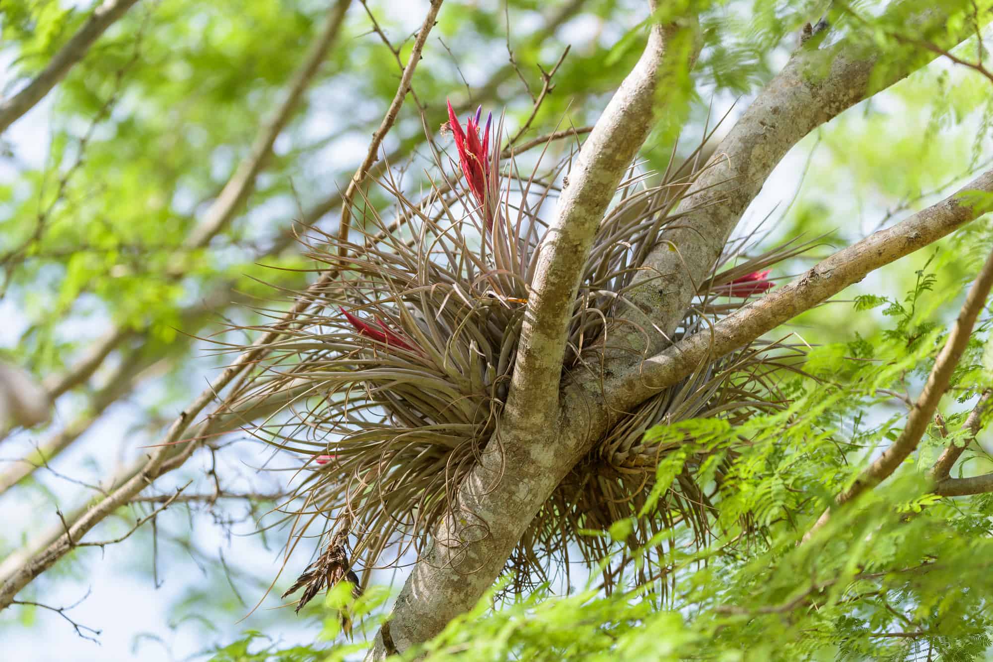 Bromelia (Tillandsia fasiculata) 