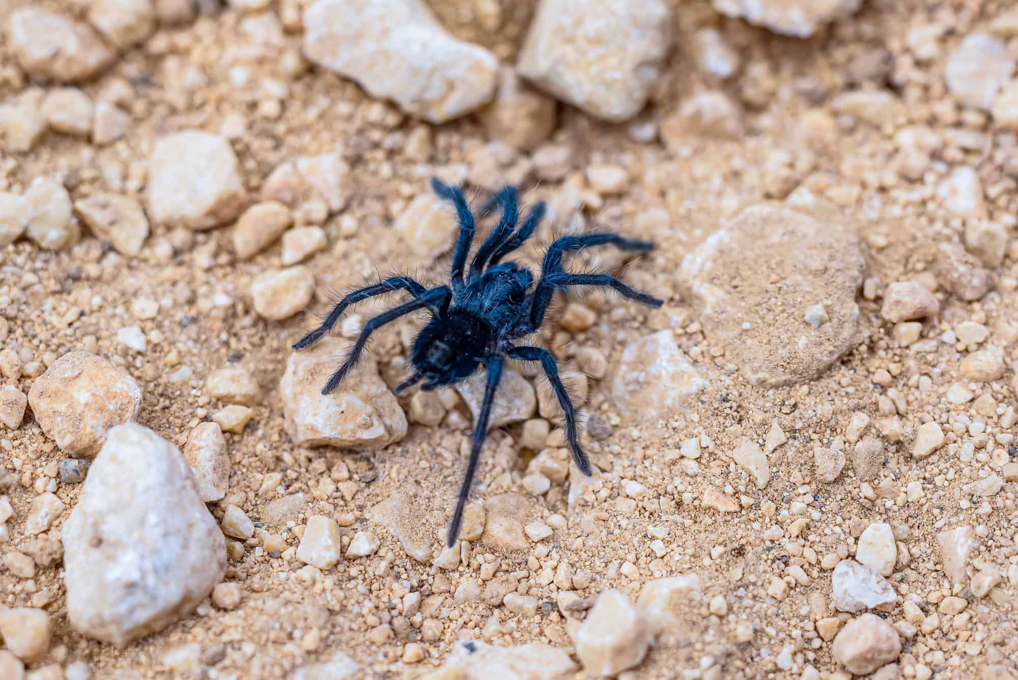 En cualquier parte del parque se pueden encontrar todo tipo de especies, en este caso una cacata o tarantula dominicana  (Phormictopus cancerides)