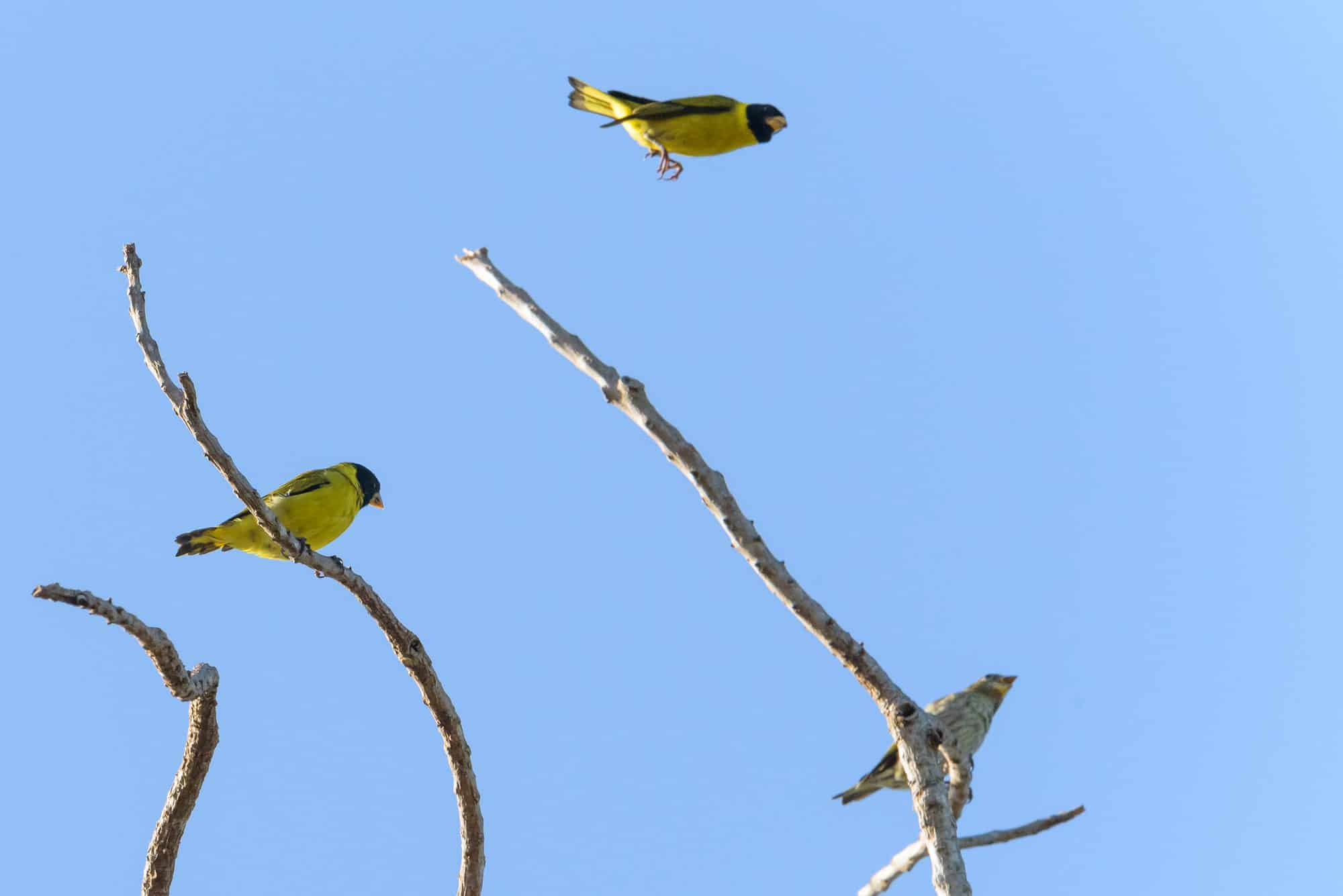 Canario (spinus dominicensis)