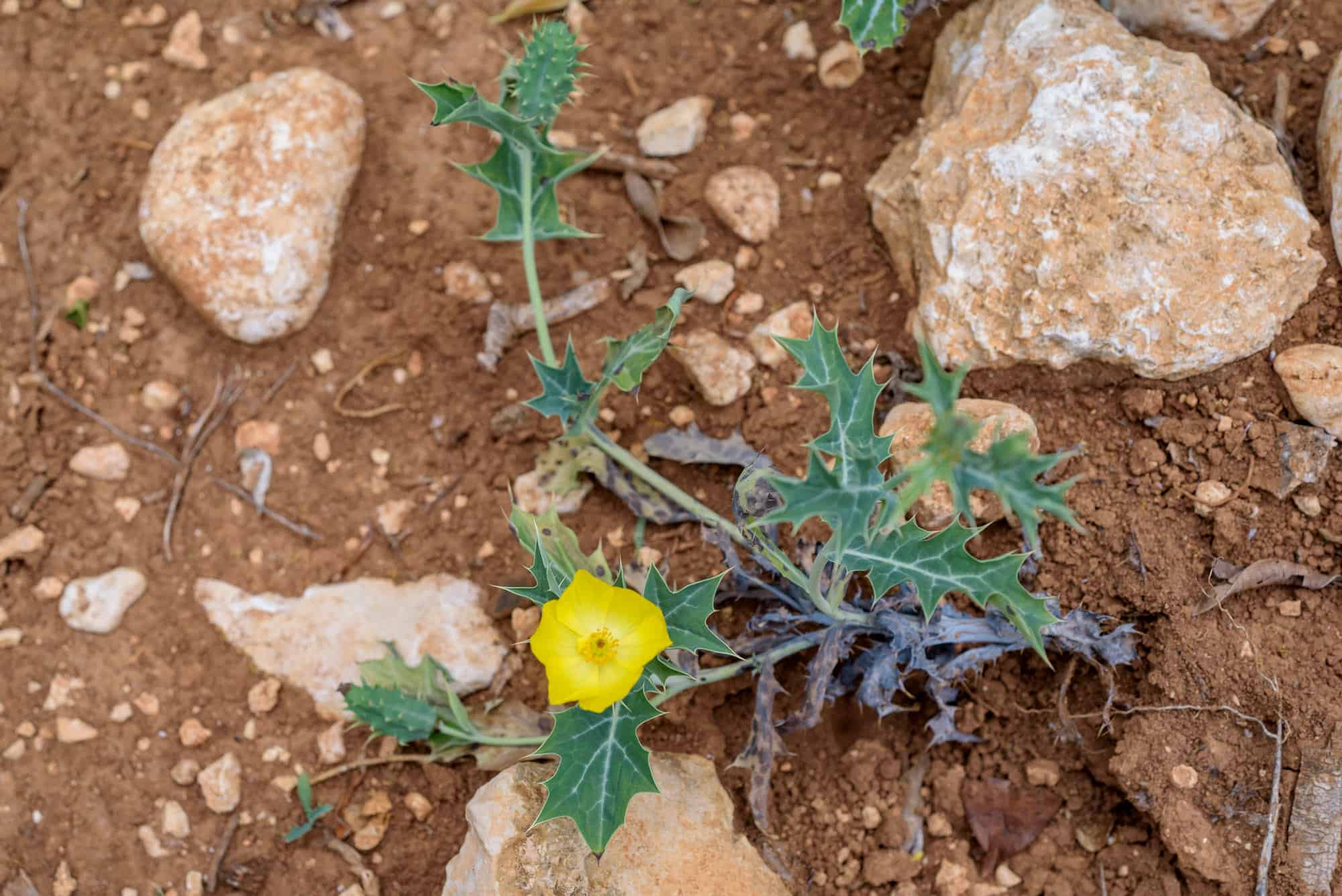 Cardosanto (Argemone mexicana)