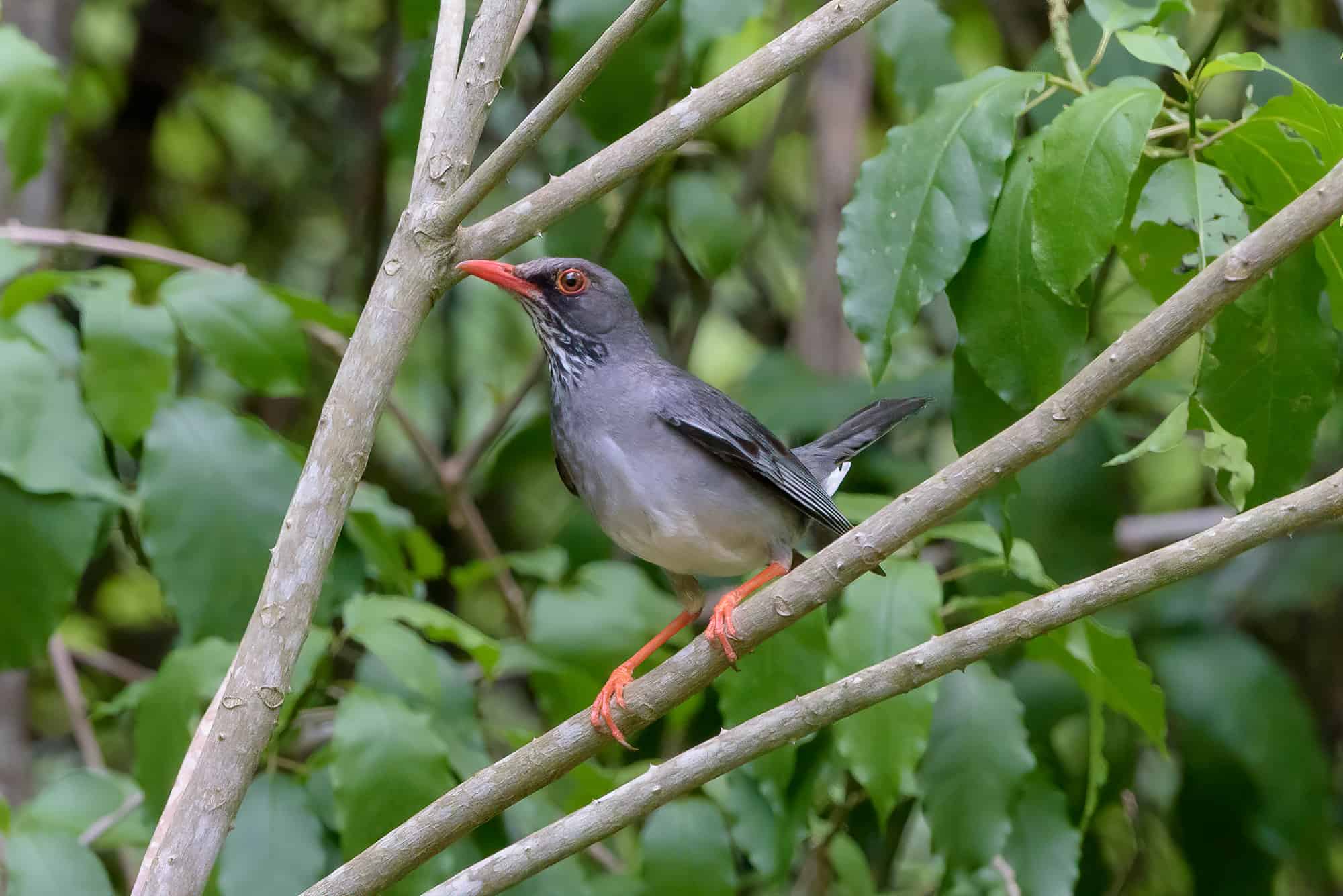 Chua chua (Turdus Plumbeus)