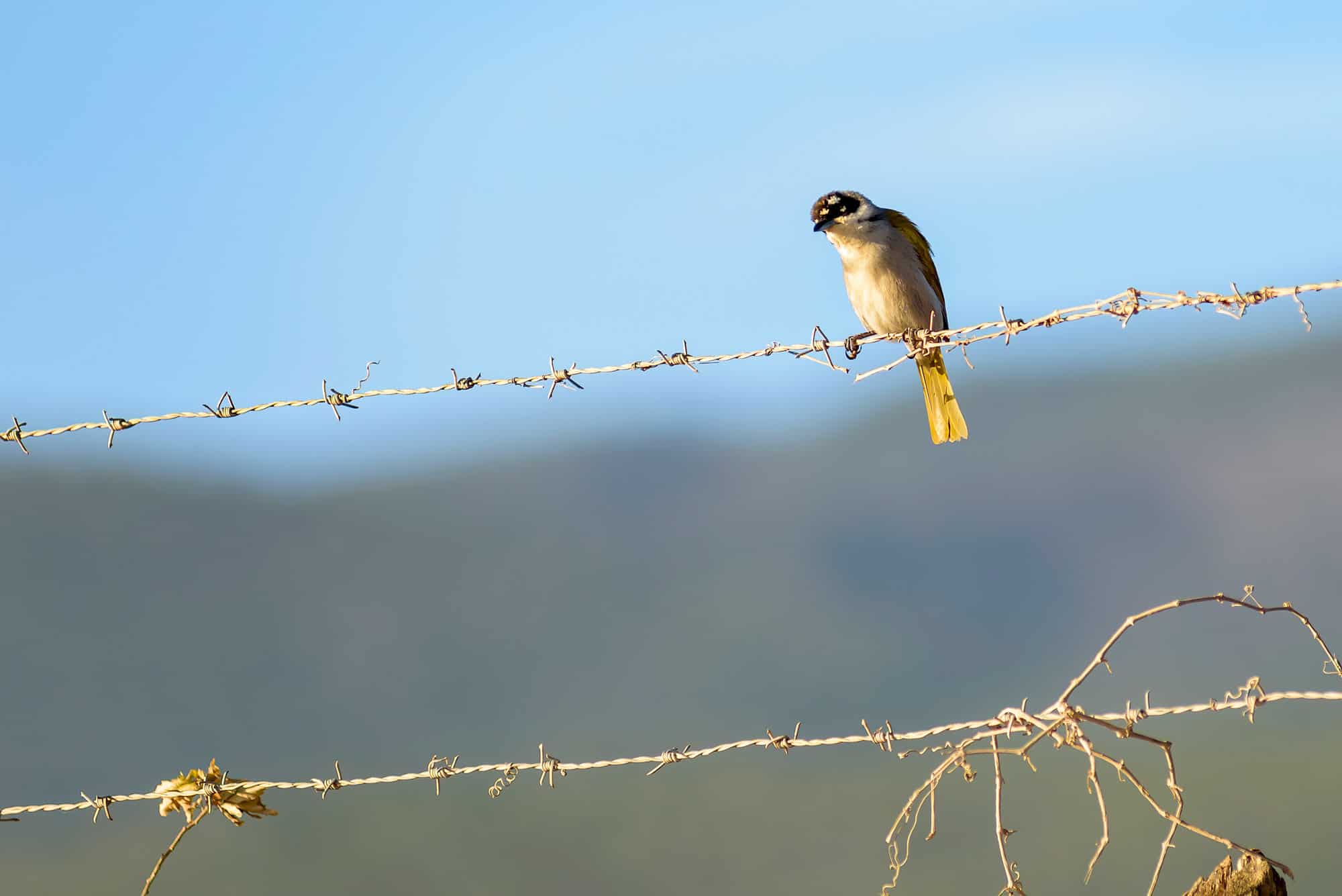 Cigua Cuatro Ojos (Phaenicophilus palmarum)