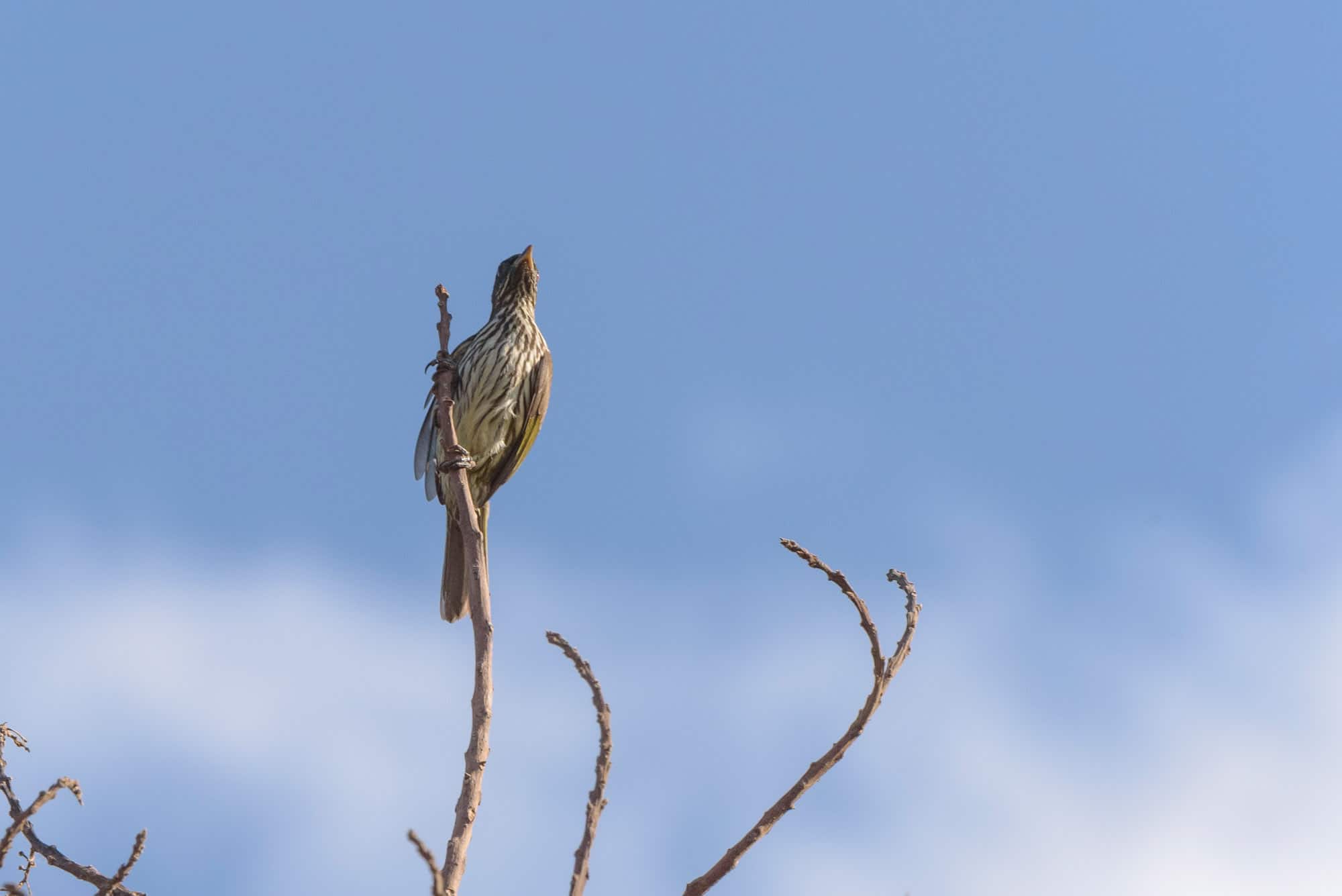 Cigua palmera (Dulus dominicus)