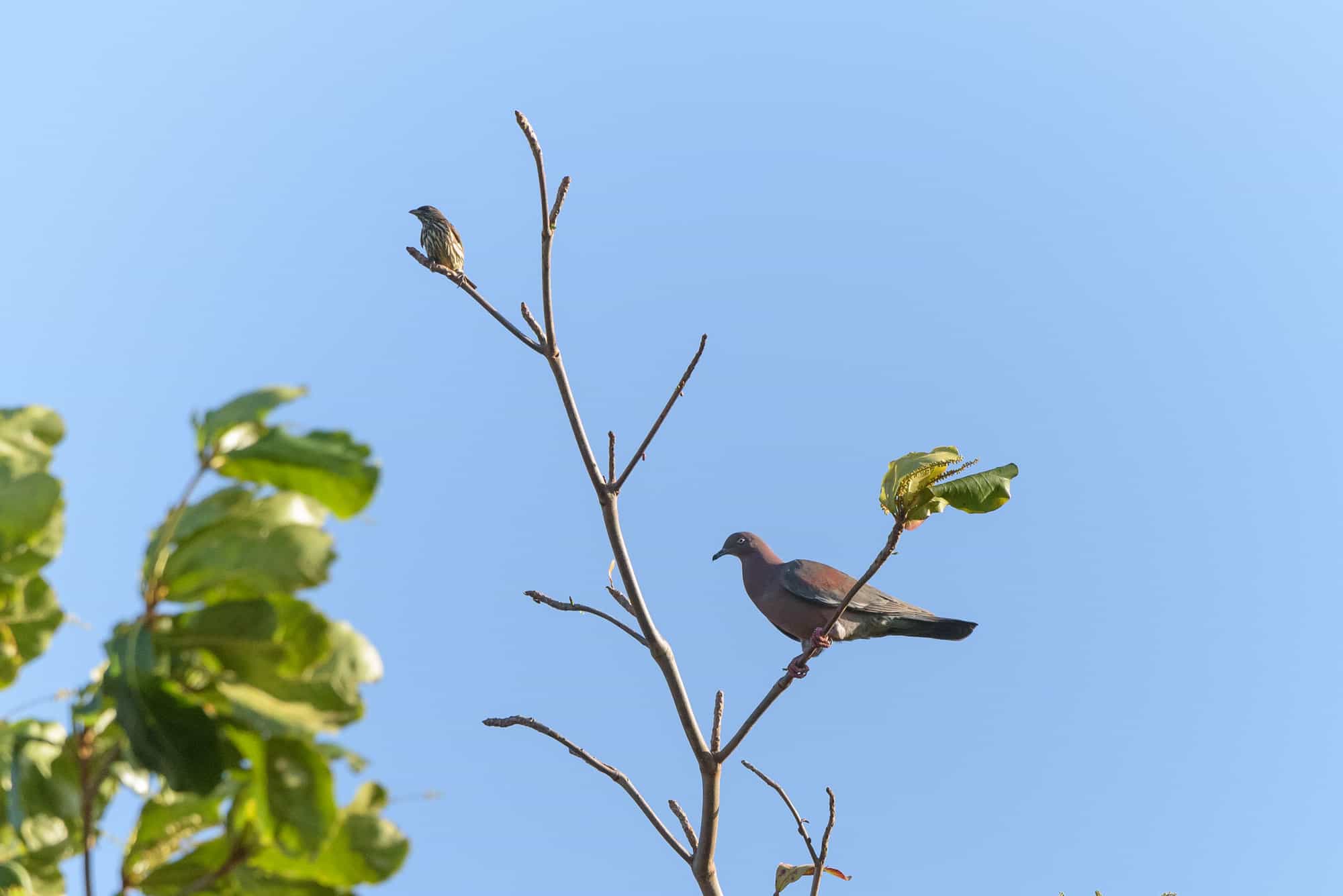 Cigua palmera (Dulus dominicus) y paloma ceniza (Patagioenas inornata)