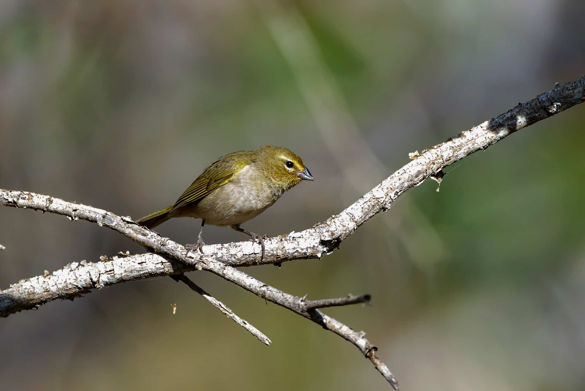 Ciguita de hierba hembra (Tiaris olivacea).