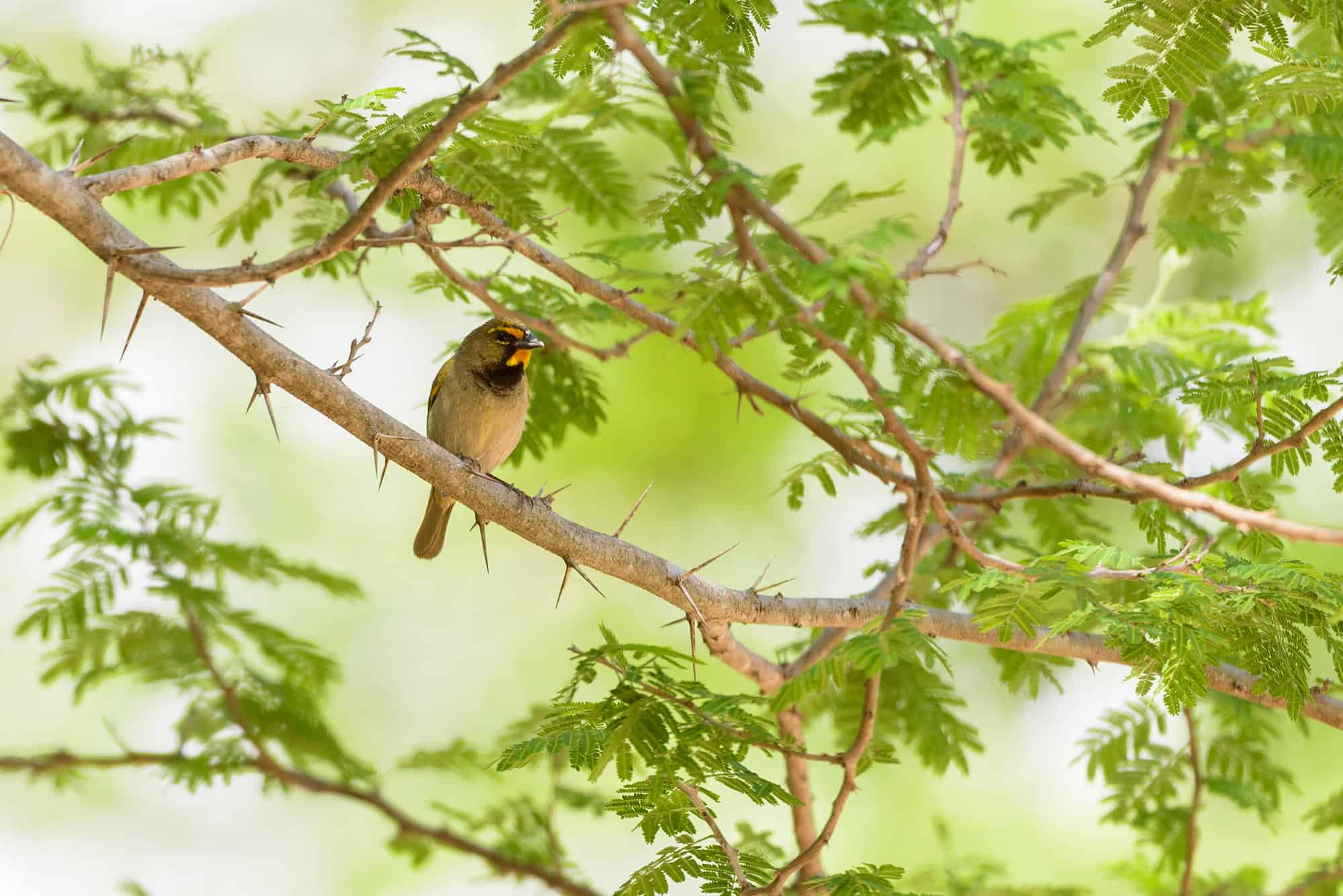 Ciguita de hierba macho (Tiaris olivacea)