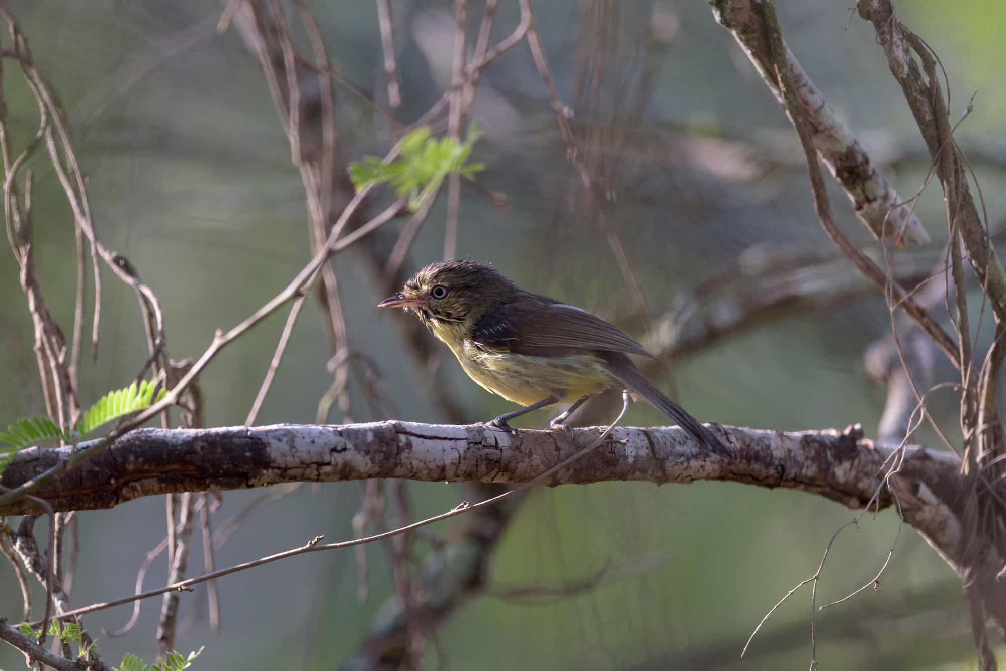 Cigüita Juliana (Vireo nanus)