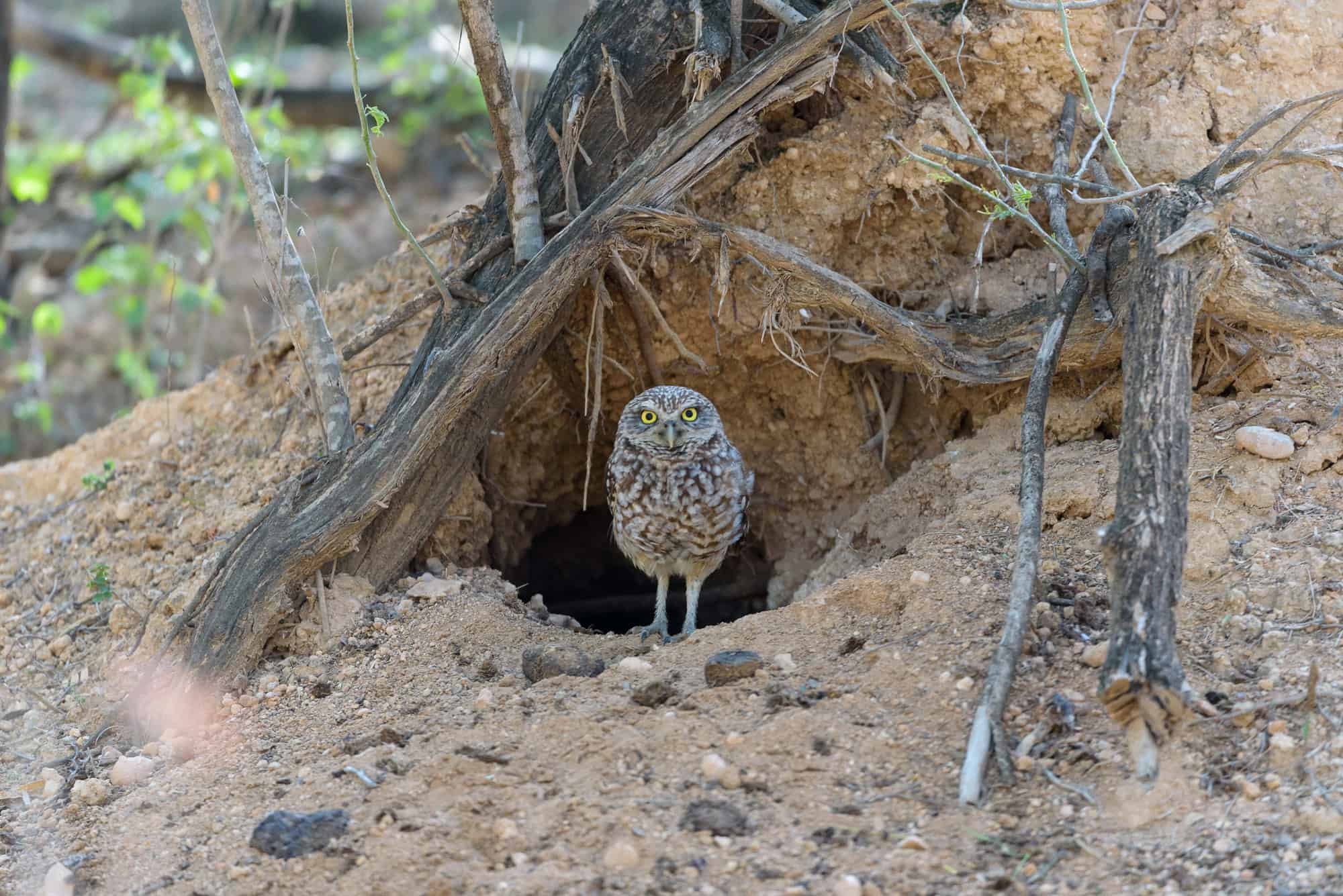 Cucú (Athene cunicularia)