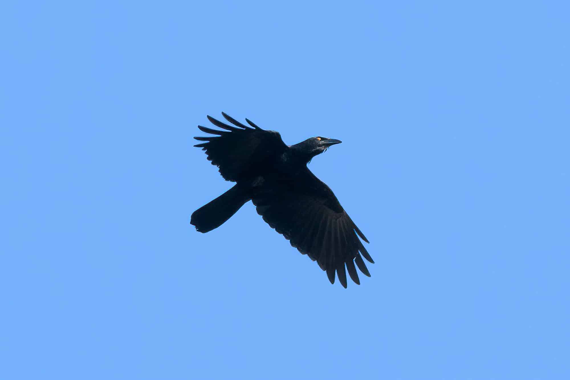 Cuervo (Corvus leucognaphalus)