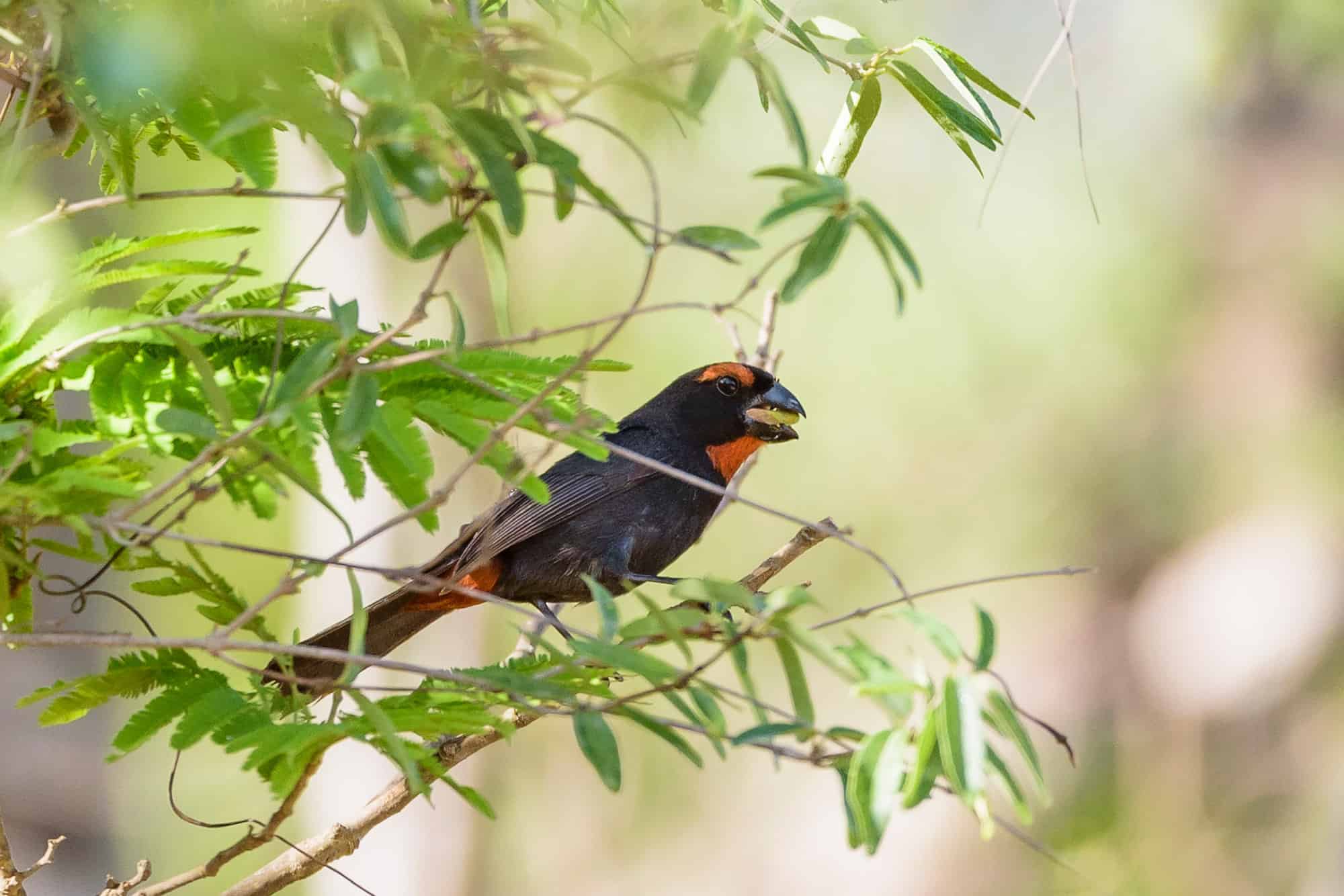 Gallito Prieto (Melopyrrha violacea)