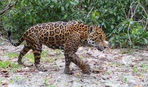 Proyecto de inteligencia artificial identifica jaguares en una reserva natural de México