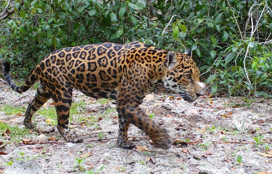 Proyecto de inteligencia artificial identifica jaguares en una reserva natural de México