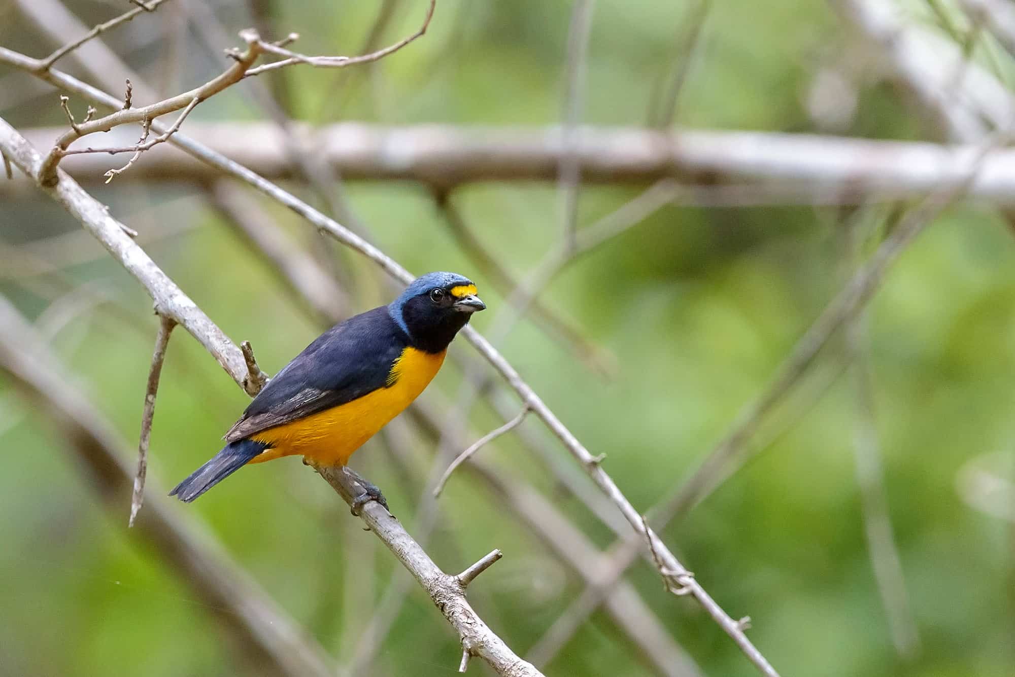 Jilguerillo (Chlorophonia musica) Uno de los lifers mas bonitos que vi ese día.