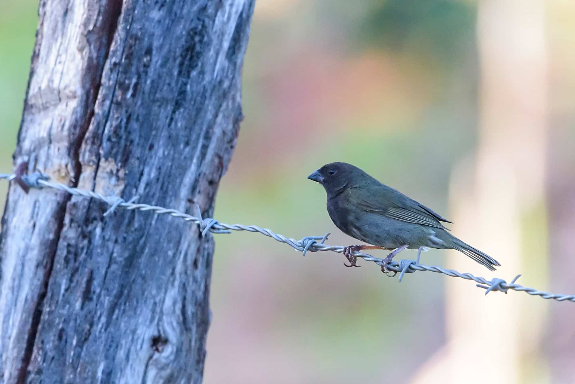 Juana Maruca o tordillo (Melanospiza bicolor)