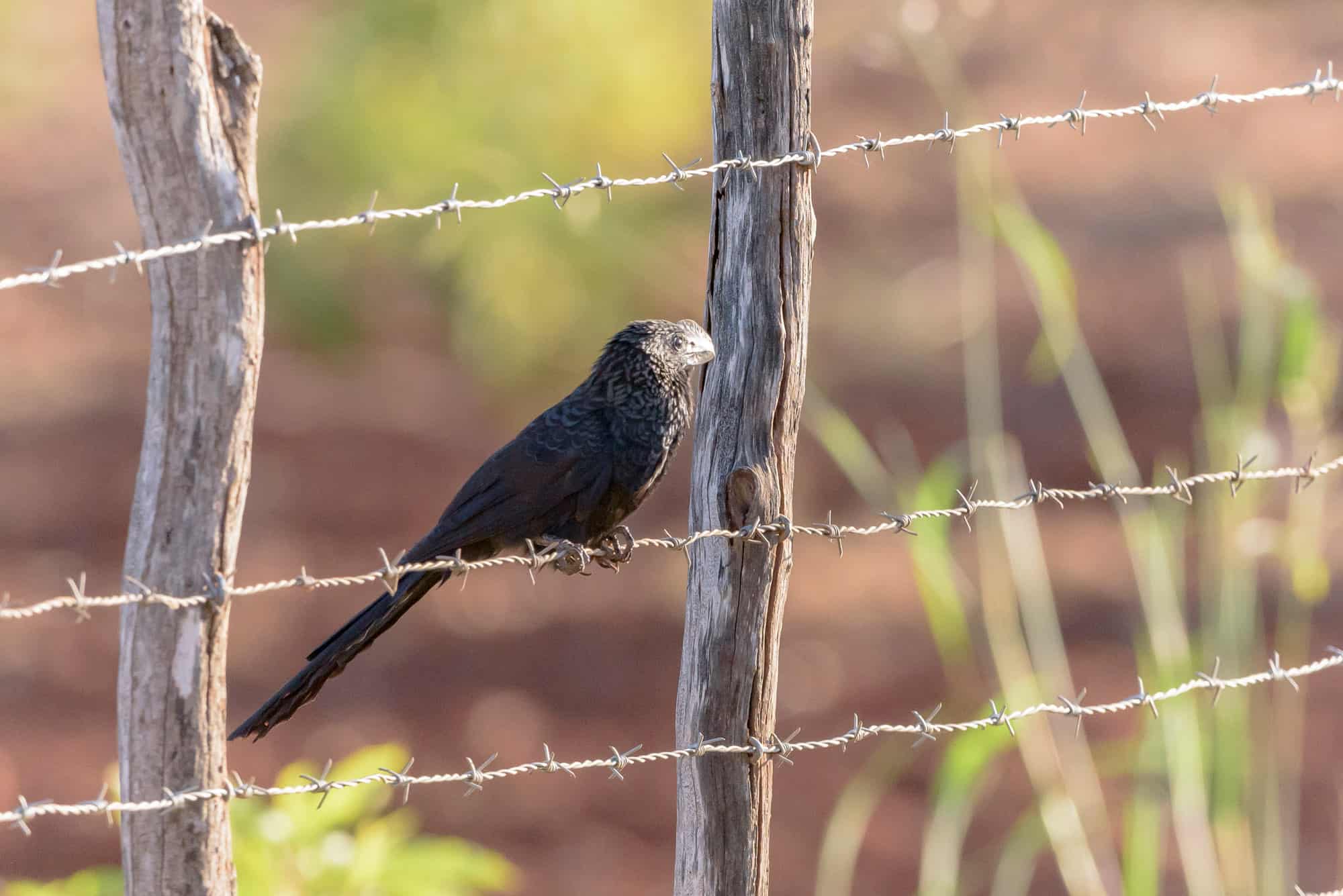 Judio o Garrapatero (Crotophaga ani)